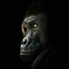 Avatar du membre